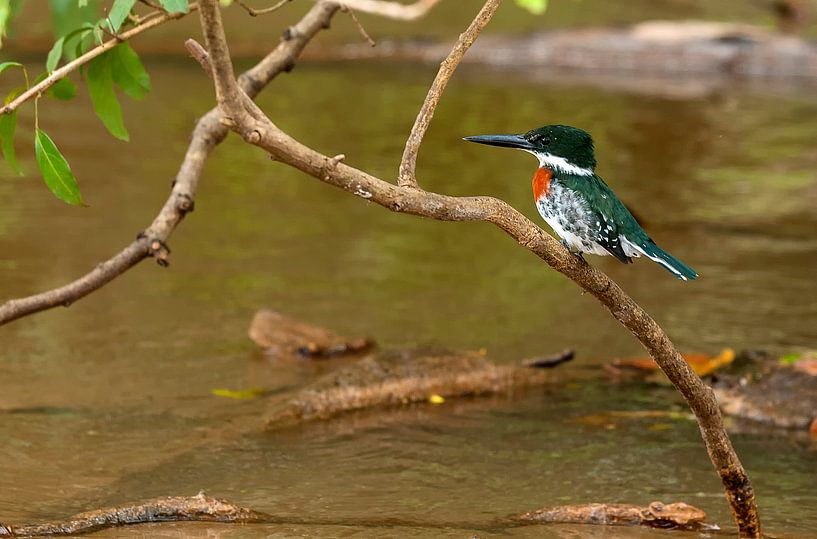Groene ijsvogel par Maarten Verhees
