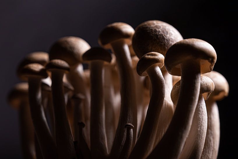 Champignons de hêtre bruns par Marjolijn van den Berg