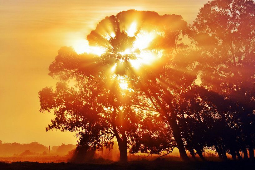 a large eucalyptus tree at sunrise by Werner Lehmann
