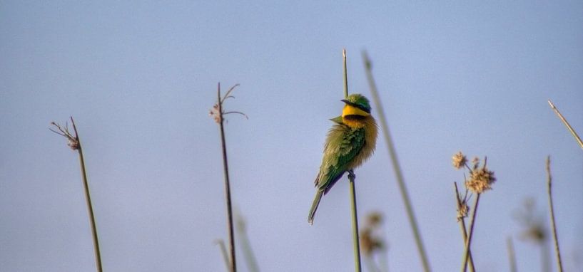 Bee-eater by BL Photography