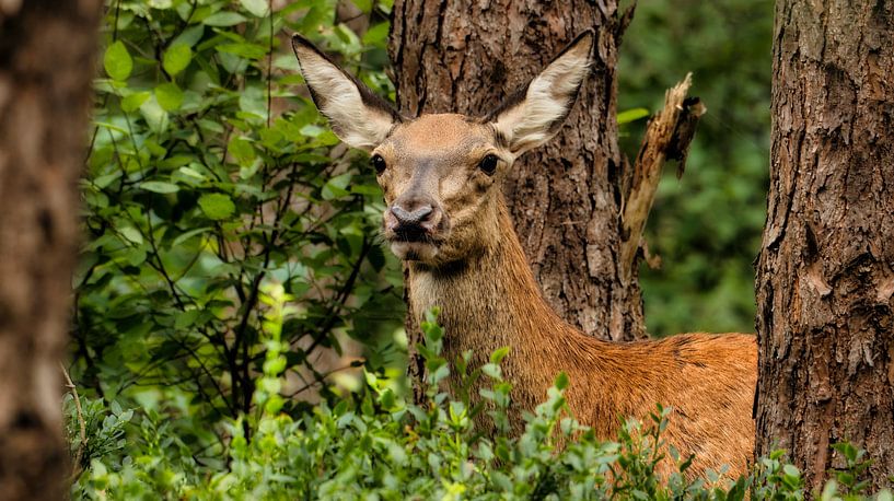 Cerf élaphe dans la forêt - Veluwe nature moment par Saranda in t Veld Fotografie