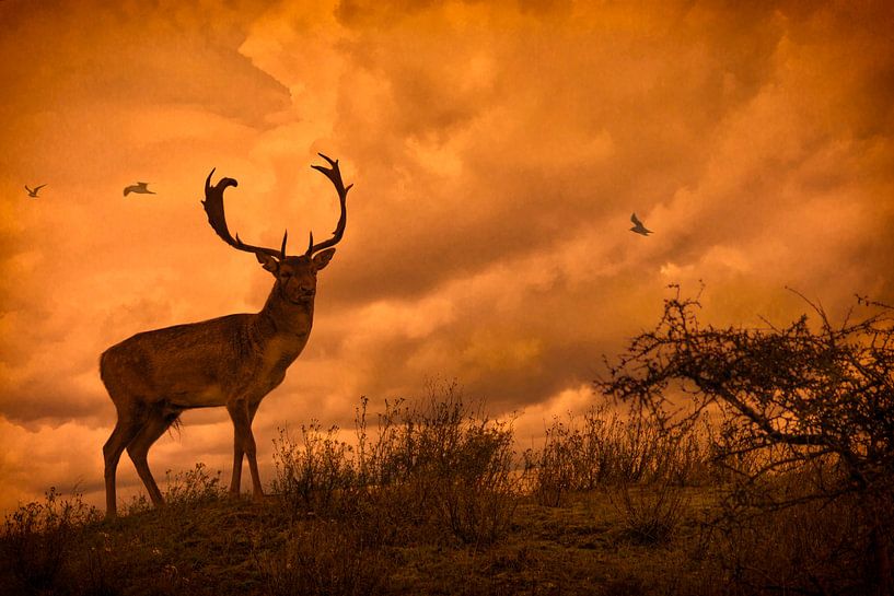 Damhert van Esther Bakker-van Aalderen