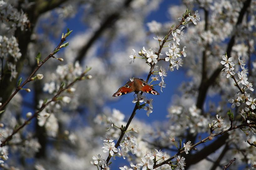 Schmetterling in der Blüte von Angeline Rijnsent