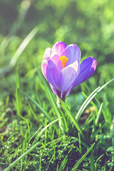 Purple crocus (crocus sativus) by Alessia Peviani