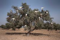 Tree Goats