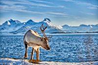 Rendier op zee tegen besneeuwde bergen