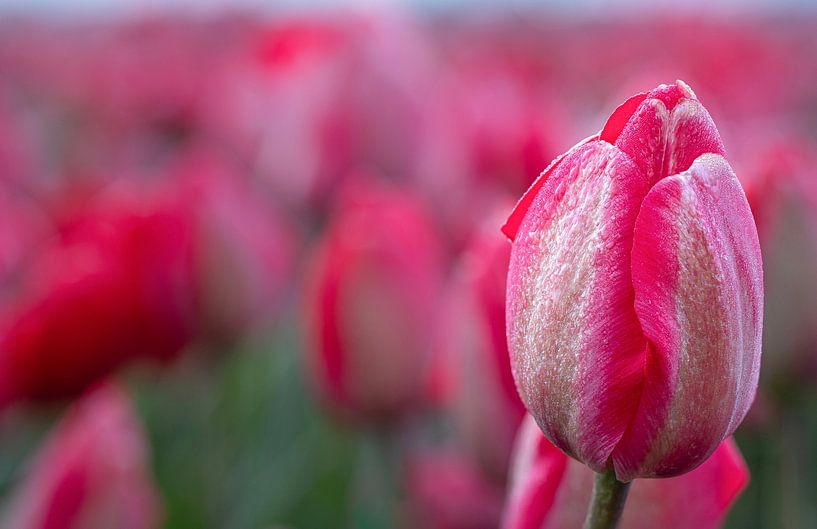Rosa Tulpe von Corné Ouwehand
