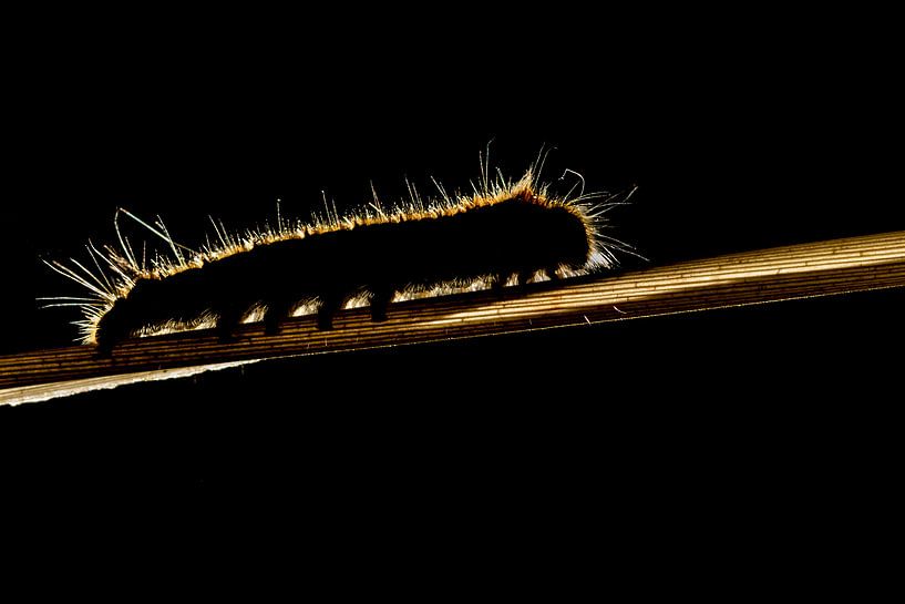 Raupe im Gegenlicht von Marcel Runhart