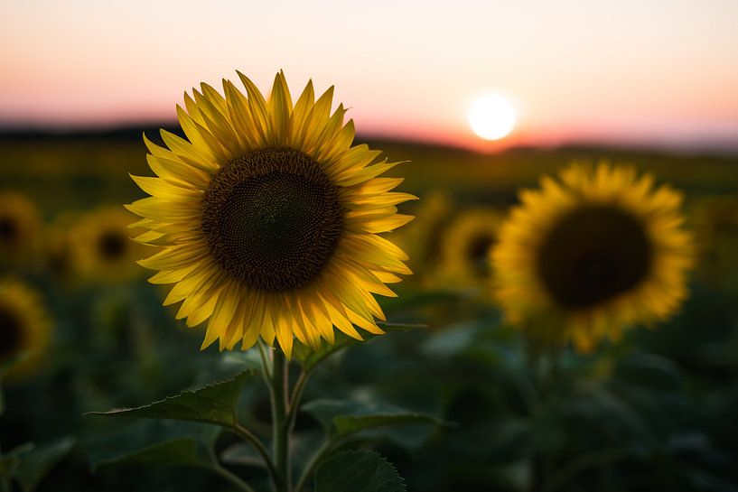 Zonnebloem bij zonsondergang van Mark Wijsman