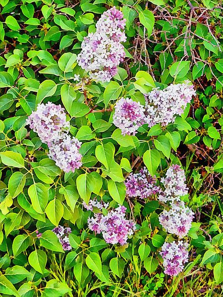 Flieder Natürliche Muster von Dorothy Berry-Lound