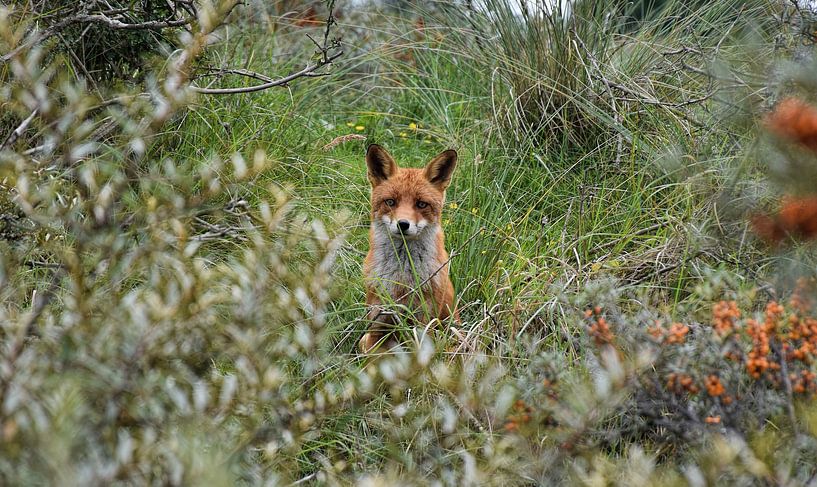 De Pure Wildernis van Nederland par Jacco en Céline