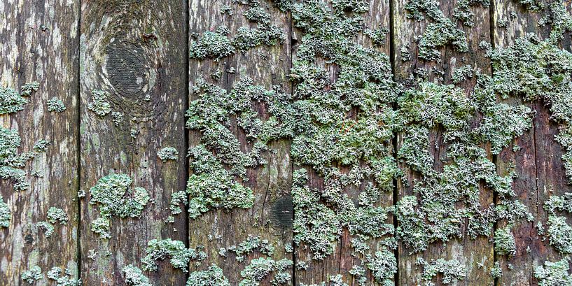 Lichens par Jürgen Wiesler