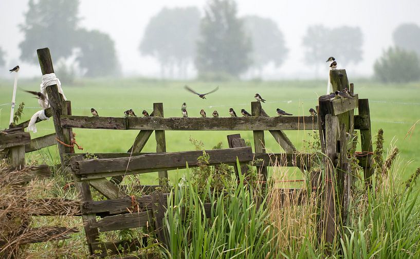 Rauchschwalben. von Ron Westbroek