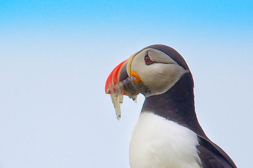 puffin with glass eels by rik janse