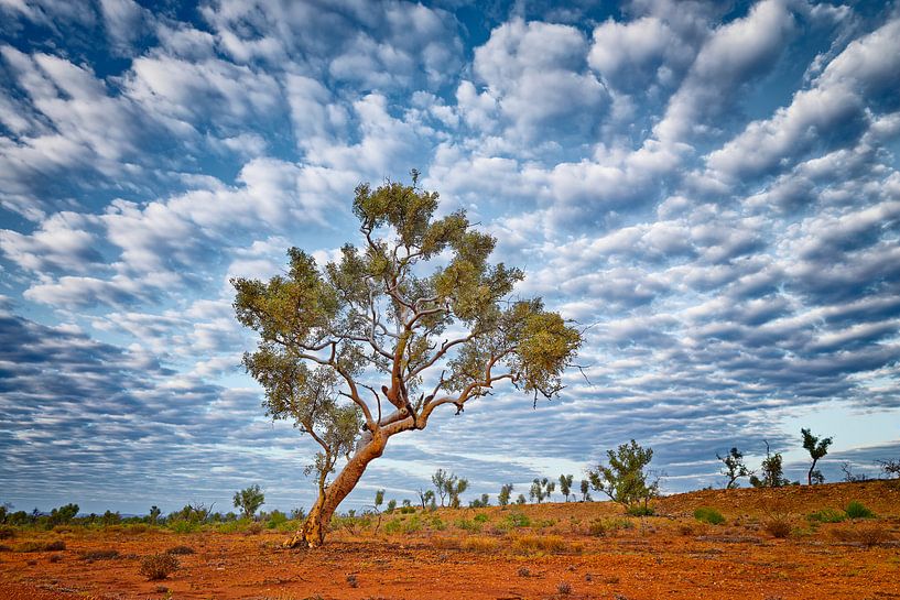 Eucalyptus (Eucalyptus racemosa) par Chris Stenger