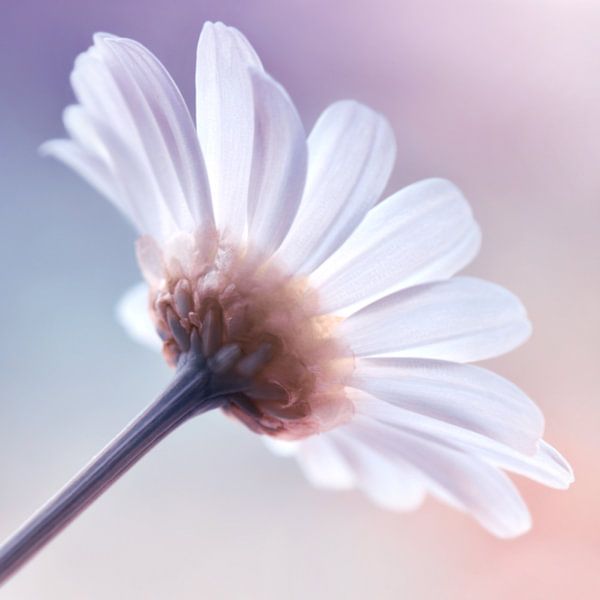 Marguerite par Violetta Honkisz