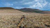 Sentier à travers les montagnes du Drakensberg
