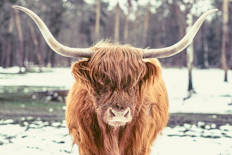 Schottische Highlander-Rinder im Schnee während des Winters in einem Wald von Sjoerd van der Wal Fotografie