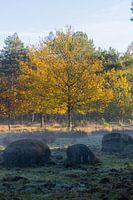 stray boulders with a birch in fall colors