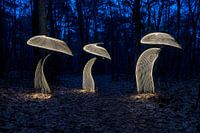 Lightpainting-Pilze