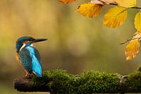 Martin-pêcheur sous le soleil d'automne.