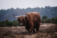 Scottish Highlander on the westerheide