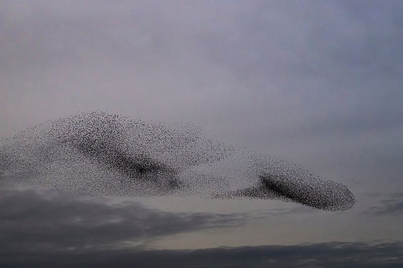 Murmure d'étourneaux au coucher du soleil en fin de journée par Sjoerd van der Wal Photographie