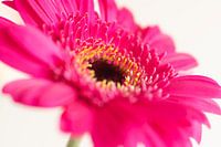 gerbera rose sur fond blanc