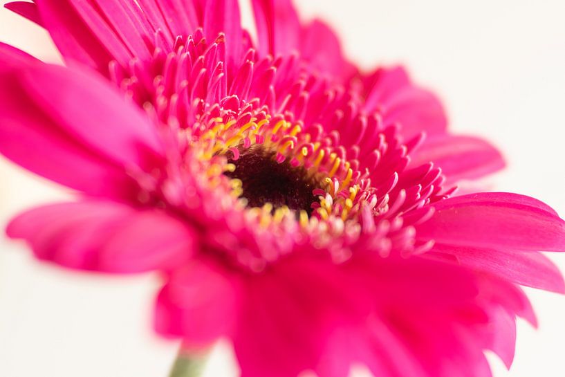 pink gerbera on white background by Monique van Helden