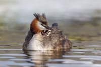 Mother Grebe with her young on her back