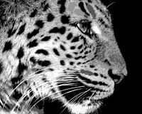 Panther in black and white