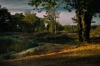 Arcadian landscape Maashorst Uden nature reserve