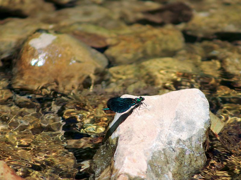 Blaue/grüne Libelle auf einem Stein in einem Bach von Monrey
