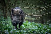Impressive wild boar in the forest in the Veluwe