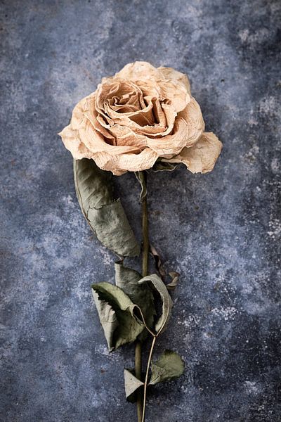 dried rose on zinc subsurface by Karel Ham
