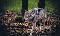 European wolf
