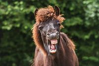 Icelandic horse yawns
