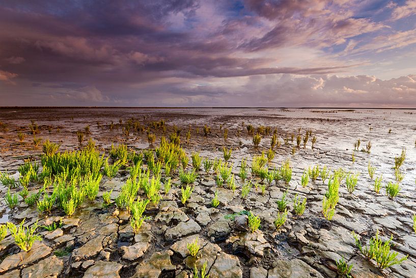 Wadden met Zeekraal planten en wolkenlucht par Mark Scheper