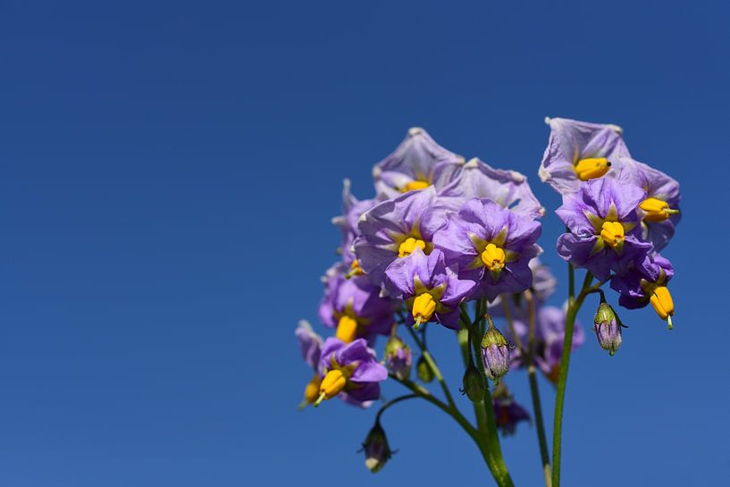 Purple potato blossoms against a blue sky by Ulrike Leone