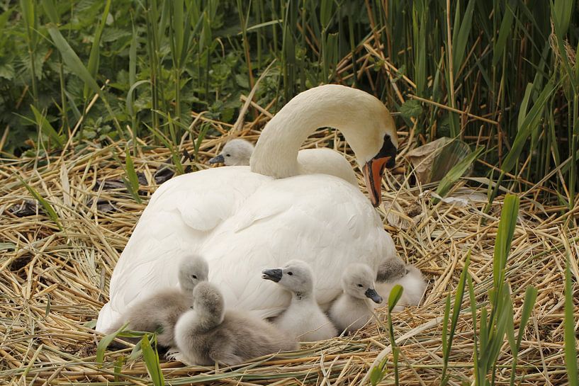 Swan with baby swans by Carel van der Lippe