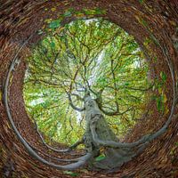 Panorama sphérique du hêtre rouge, vue de dessous