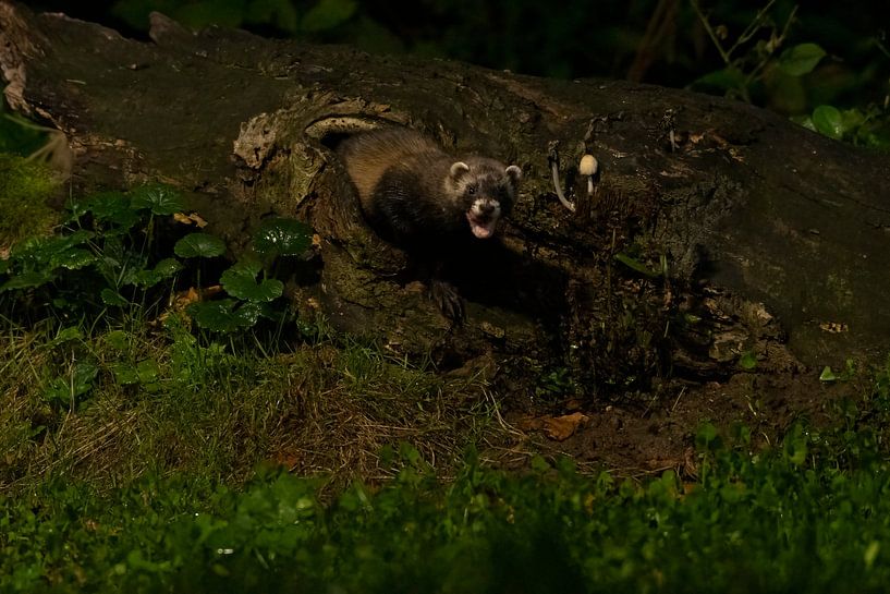 Putois dans la forêt par Merijn Loch