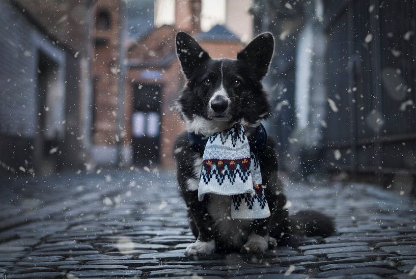 Mettez votre foulard, c'est l'hiver ! par iris hensen