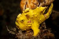 Les poissons-grenouilles, l’île de Mabul en Malaisie