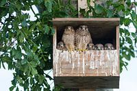 Kestrel family