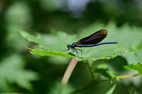 Gros plan sur une libellule