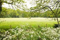 Le vert, c'est l'herbe