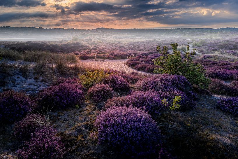 Die Schoorl-Dünen im Nebel von peterheinspictures