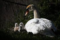 Schwan passt auf seine Kleinen auf