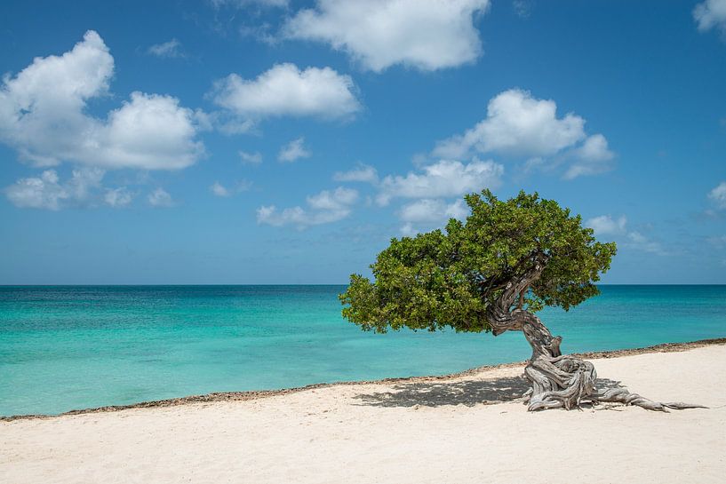 Fofoti (divi divi) tree in Aruba by Ellis Peeters